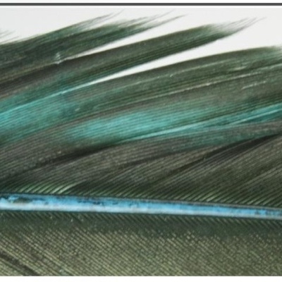 Pena azul e verde escura em close-up