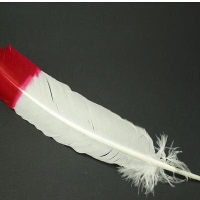 Pena branca com ponta vermelha sobre fundo preto