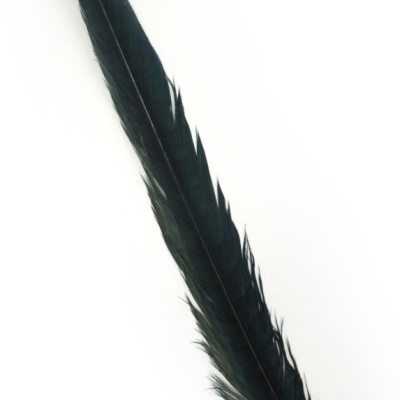 Pena preta longa sobre fundo branco