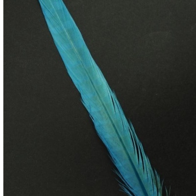 Pena azul comprida sobre fundo preto