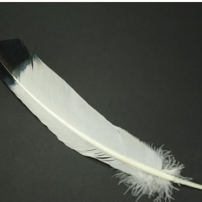 Pena branca com ponta preta sobre fundo preto