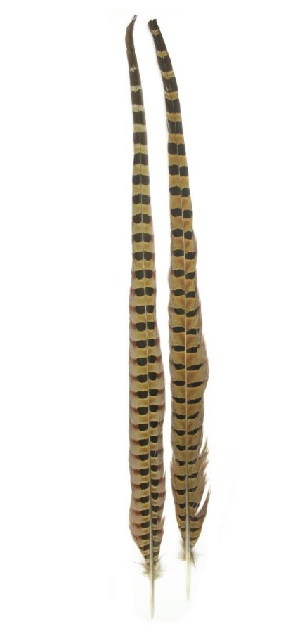 Par de penas longas castanhas com manchas pretas