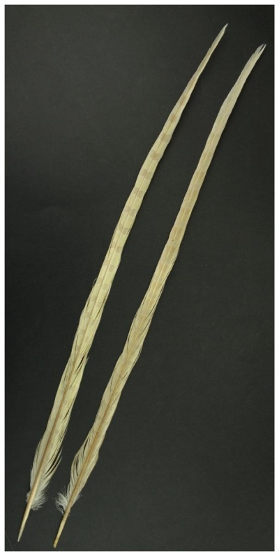 Duas penas compridas bege claro com padrão castanho sobre fundo preto