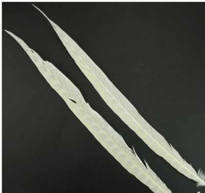 Duas penas longas brancas em fundo preto