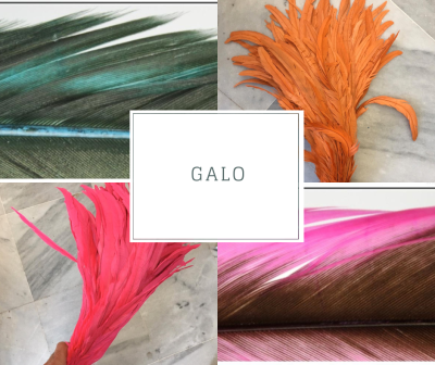 Penas coloridas azul-esverdeado, laranja, vermelho e rosa com texto GALO