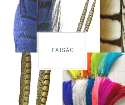 Diversas penas de faisão coloridas e com padrões distintos.