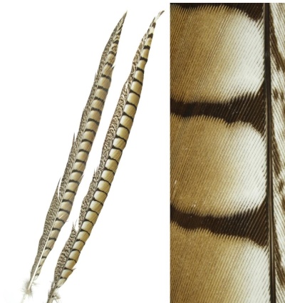 Três penas longas castanho claro e escuro com padrão riscado e manchas