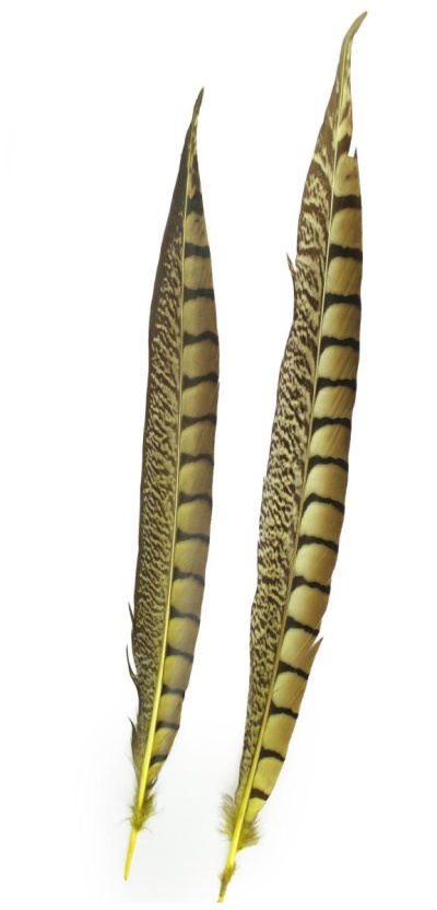 Duas penas longas amarelas e castanhas com padrão riscado