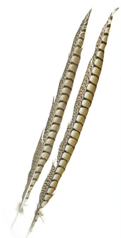 Três penas listradas castanhas e bege em fundo branco