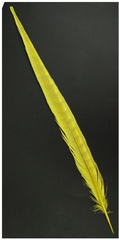 Pena longa amarela com padrão ondulado sobre fundo preto