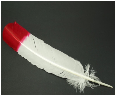 Pluma de Pato com ponta colorida  35cm