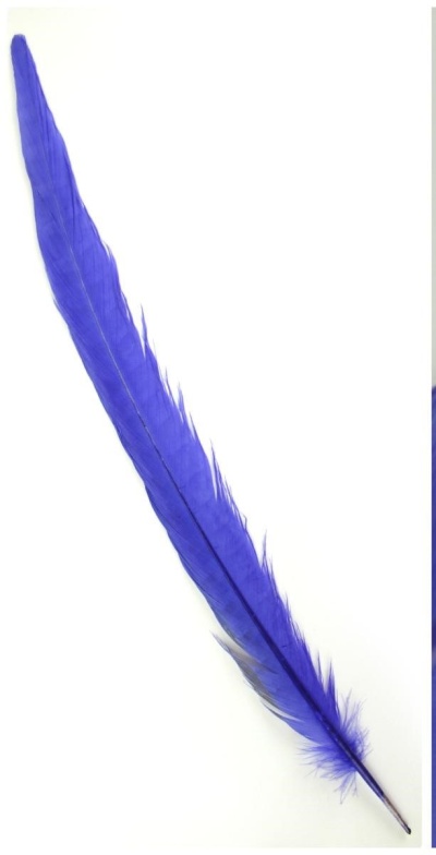 pena azul longa sobre fundo branco