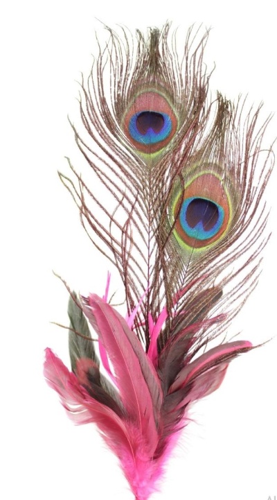 Penas decorativas de pavão e rosa sobre fundo branco