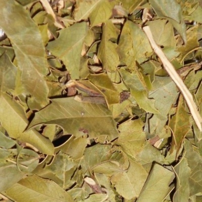 Infusão Espinheira Santa 50g