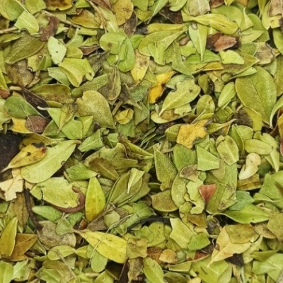 Infusão Uva Ursina 100g