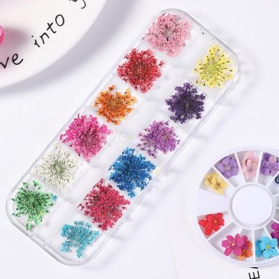 Flores Secas - 12 Unidades em Caixa