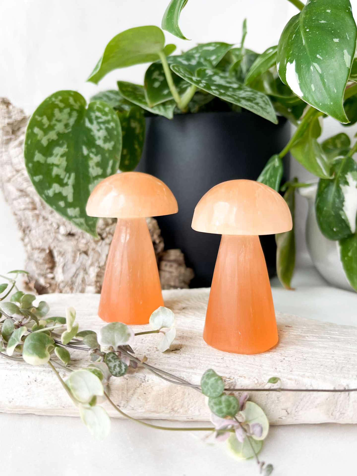 COGUMELO&#x20;SELENITE