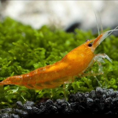 10x Neocaridina davidi var 