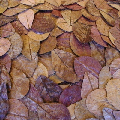 Folhas de Catappa Mega/XL