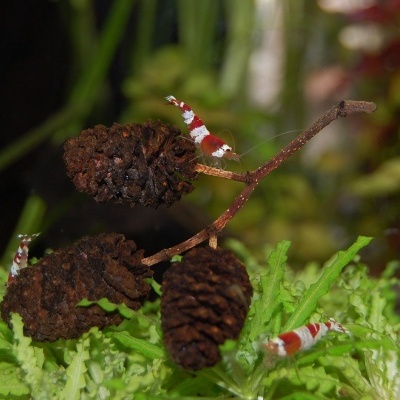 Pinhas de Amieiro - Alder Cones