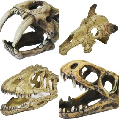 Caveiras e dinossauros