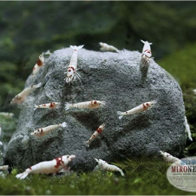 Mironekuton - Pedra, 300g