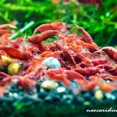 Neocaridina var. Red VS Bloody Mary