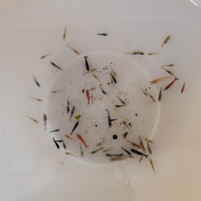 10x Neocaridina davidi Wild/Mix