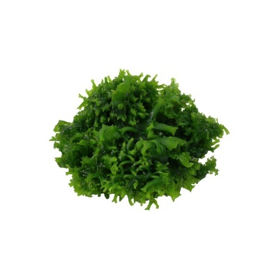 Monoselenium tenerum "Coral Moss"