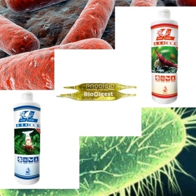 Bactérias & Enzimas