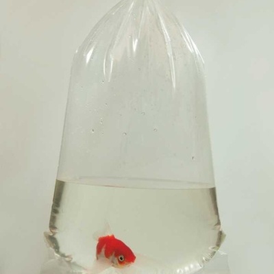 Sacos de Transporte de Peixes "M" - Packs Sacos de Transporte de Peixes "M" - Packs