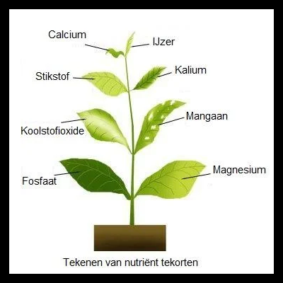SL-Aqua Bing Tsau Nitrogen
