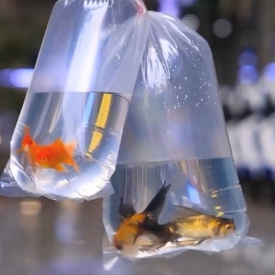 Sacos de Transporte de Peixes "S" - Pack 100