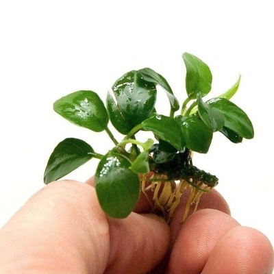 Anubias 'Mini Mini'