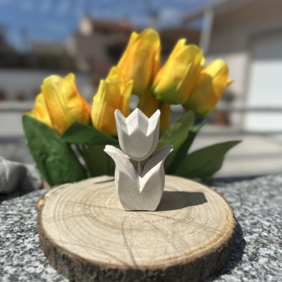 Tulipa