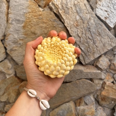 🌼✨ Crisântemo dos Sonhos ✨🌼