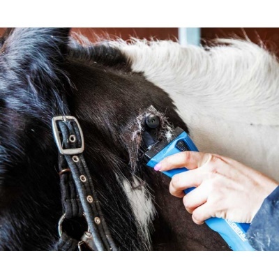 Pessoa a tosquiar o pelo de um cavalo preto e branco