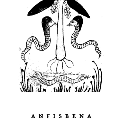 Anfisbena 23 . I
