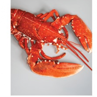 ELECTRA 13 / A COMIDA