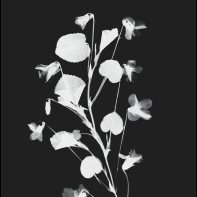 O Sagrado - 2ª Edição