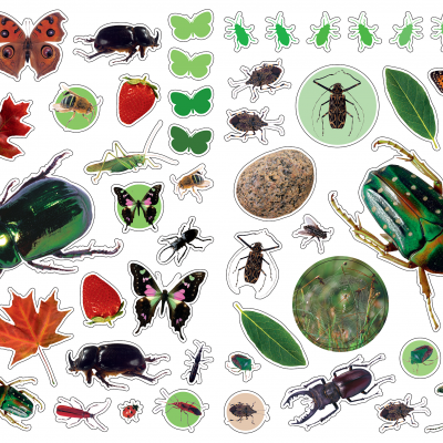 Autocolantes Reutilizáveis - Insectos