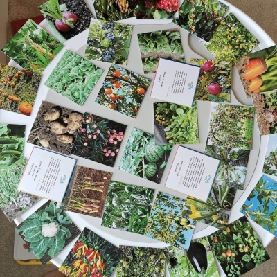 Onde Crescem os Alimentos