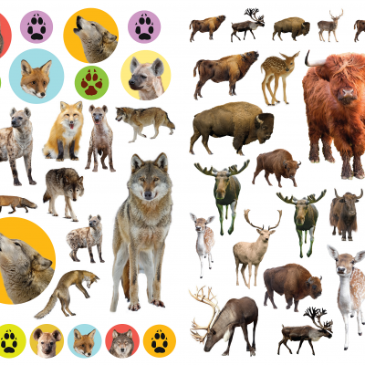 Autocolantes Reutilizáveis - Animais Selvagens