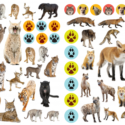 Autocolantes Reutilizáveis - Animais Selvagens