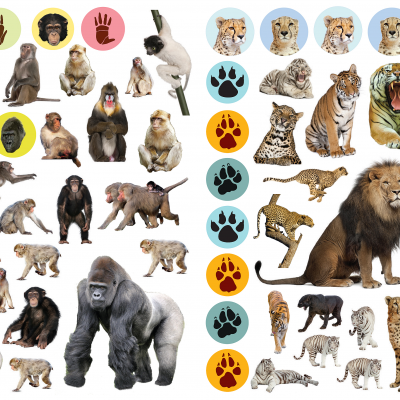 Autocolantes Reutilizáveis - Animais Selvagens