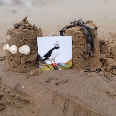 O Mundo das Aves e dos Insectos