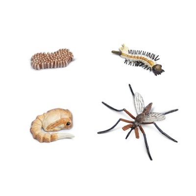 Ciclo de Vida do Mosquito