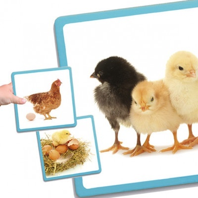 Pintainhos preto e amarelos ao lado de imagens de galinha e ovos