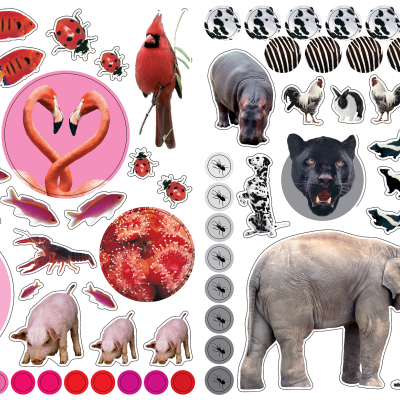 Autocolantes Reutilizáveis - Animais