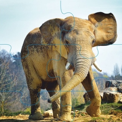 Puzzles Progressivos Animais